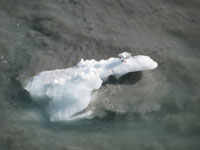 akcruise 200bird-on-ice.jpg